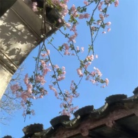 Toosie Slide(Explicit)