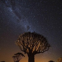 Afrika Lights
