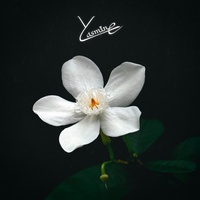 Yasmine