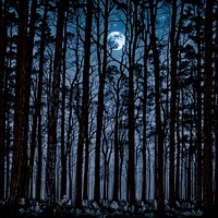 Moonlit Woods