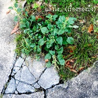 ได้จริงหรือ?