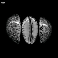 COQUILLE