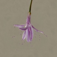lingering scent