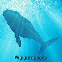Geräusche von Buckelwalen