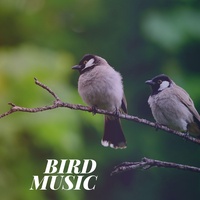 Birds Sound