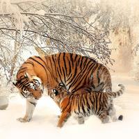 animal