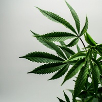 Vibration Marley