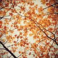 On Autumn