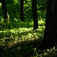 Звук сказочного леса