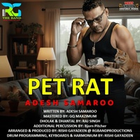 Pet Rat