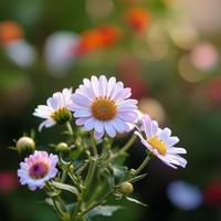 Smile of Flowers