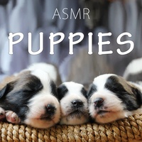 Puppy Sleeping