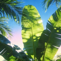 Coconut Groove
