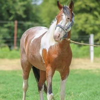 La Yegua Pa' Mi Chavalo