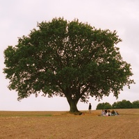 Flue i et spind