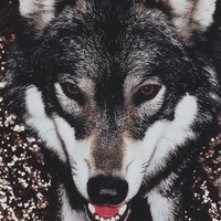 君の犬