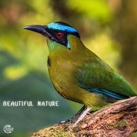 Beautiful Nature