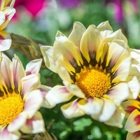 The Happiest Day of My Life