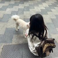 鸽子放心飞这次我不追了