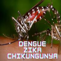 Dengue, Zika e Chikungunya