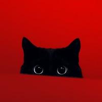 Stray Black Cat