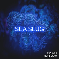 Sea Slug