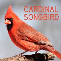 Cardinal Bird