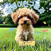 댕댕이 친구들과 토이푸들