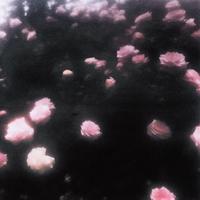 flowertape