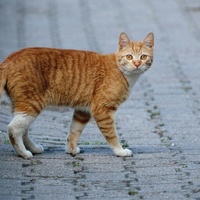 おさんぽに行こうよ