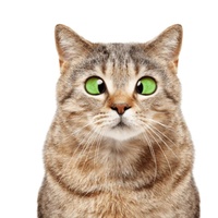 Gatito bonito
