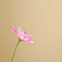Cosmos