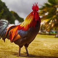 Super Cock