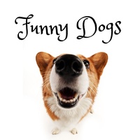 Funny Dogs