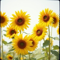 Life Is Beautiful