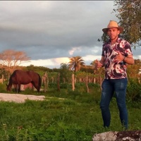 Toró Amarrado no Pé da Cajarana