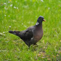 Bird sounds - Pigeon