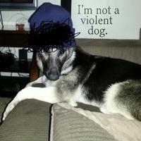I’m still your puppy dog.