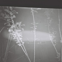 poison tree (slowed)