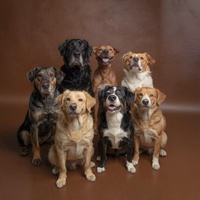 Sweet Dog My Little Love