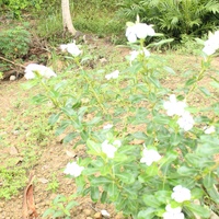 Tondu Tosuau