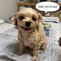 The Charming Life of a Silly Little Dog