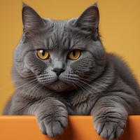 Cute Cat!