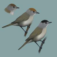 Bird sounds - Cap