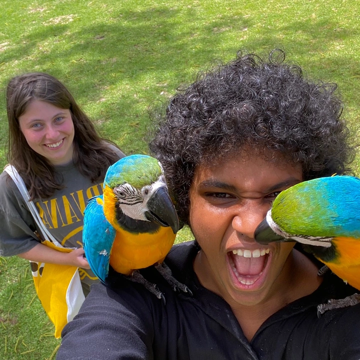 birdvomitt