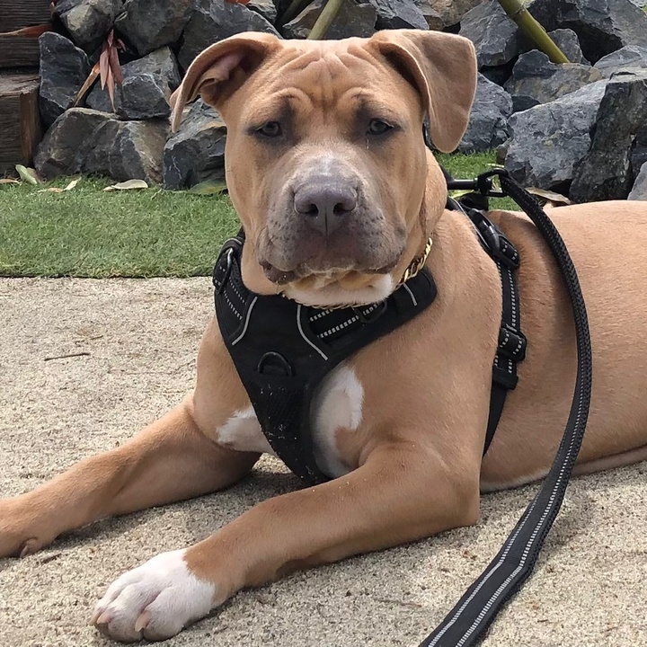 Стаффордширский терьер и питбуль. Апбт американский питбультерьер. Питбуль американский питбультерьер. Pitbull i'm all yours. Джей шон фото.