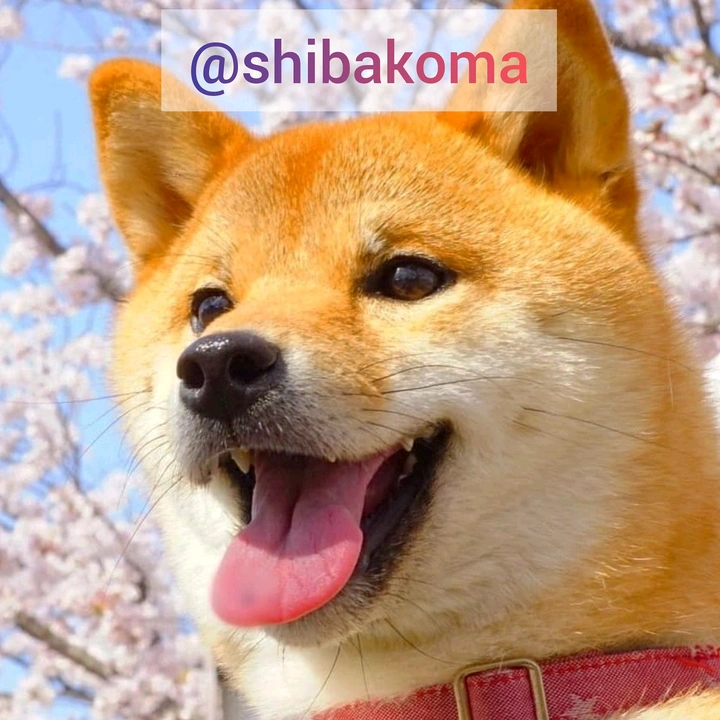 shibakoma
