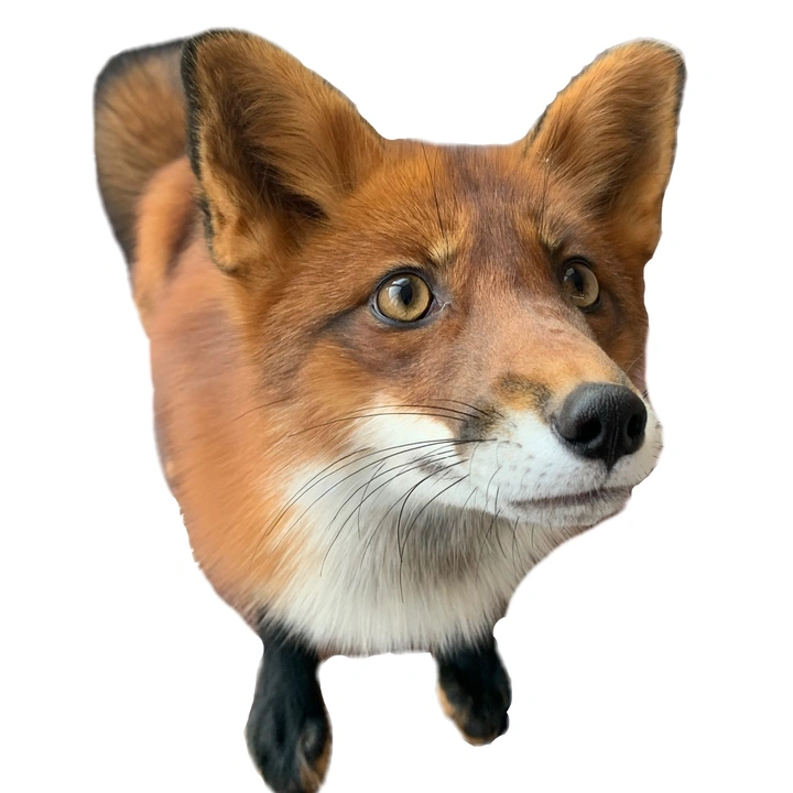 naruta_the_fox