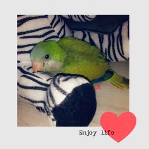 @pets_adorables