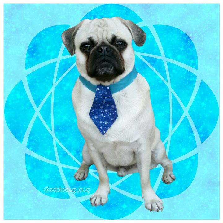 The Profile Image Avatar of eddiepug_pug - Eddie Pug